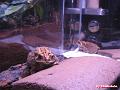 Bufo melanostictus (Duttaphrynus melanostictus) 08